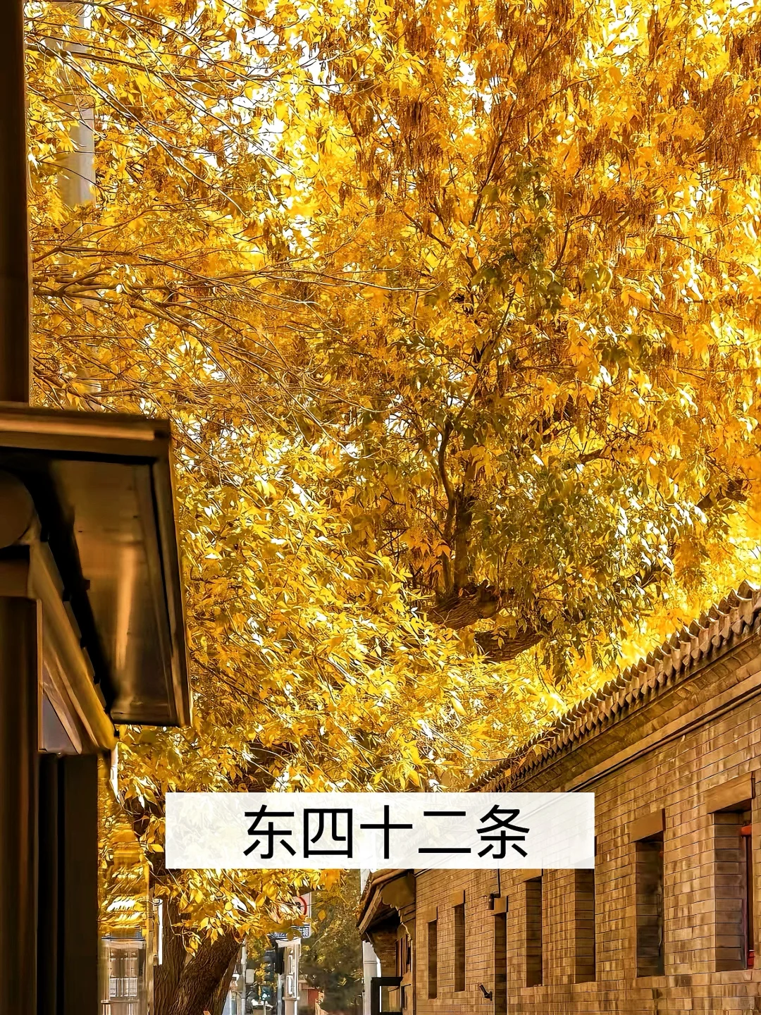 我宣布‼️这是北京免费赏秋🔝Citywalk路线✅