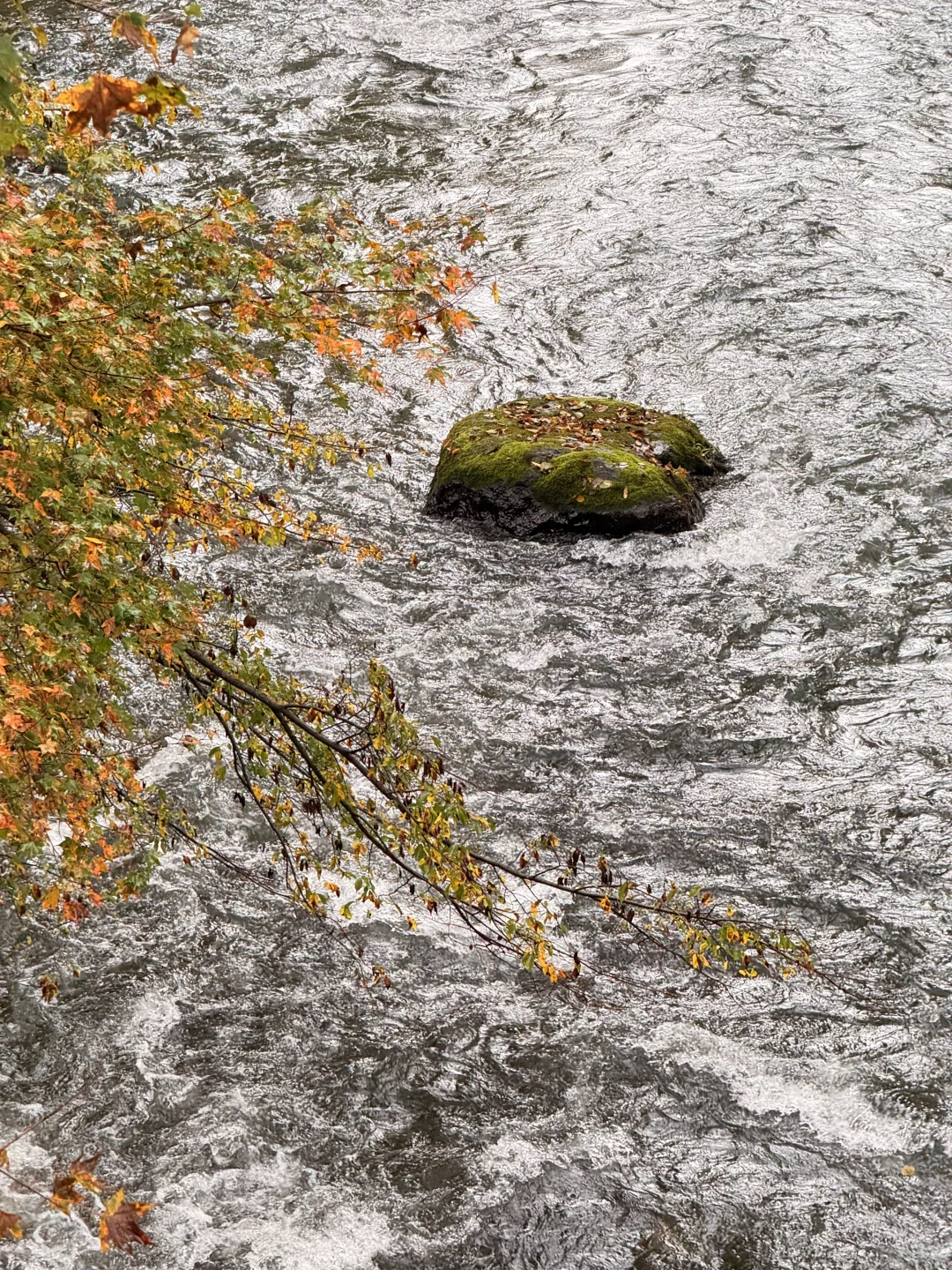📍长白山|二道白河 秋色正浓~