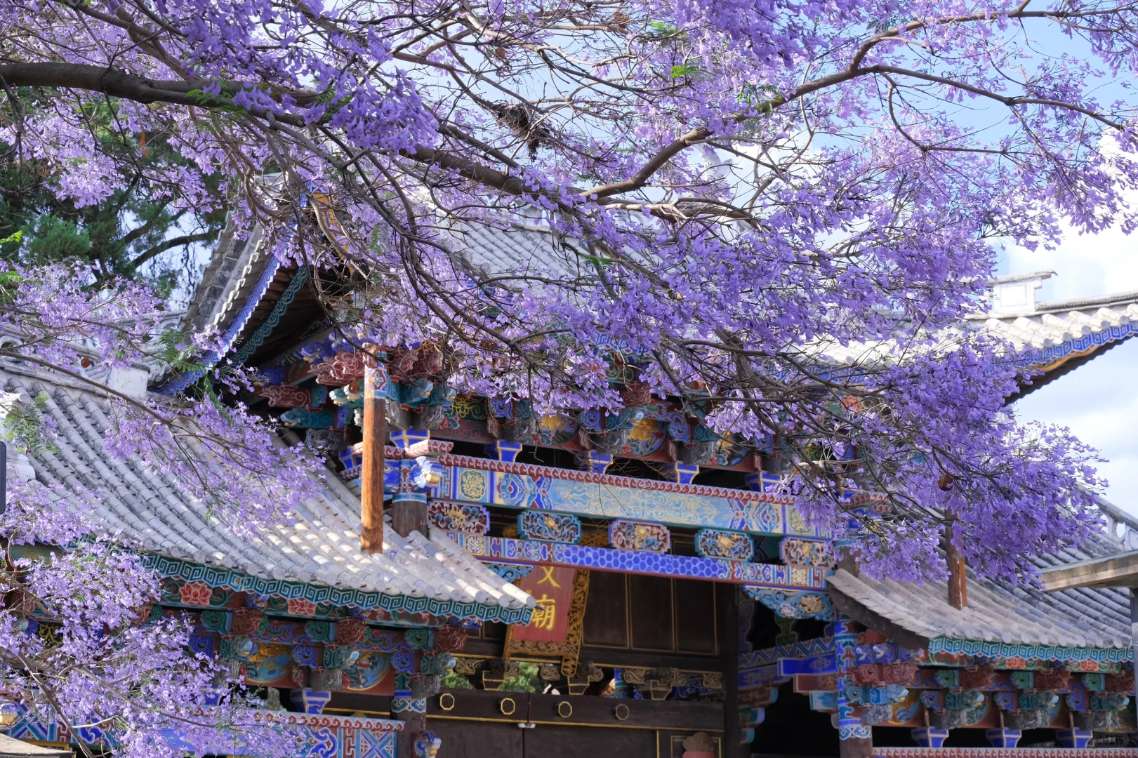 巍山古城｜蓝花楹盛开