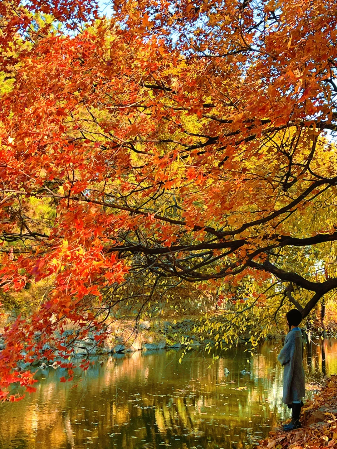 北京的秋天不这样玩儿等于白来！美到窒息！
