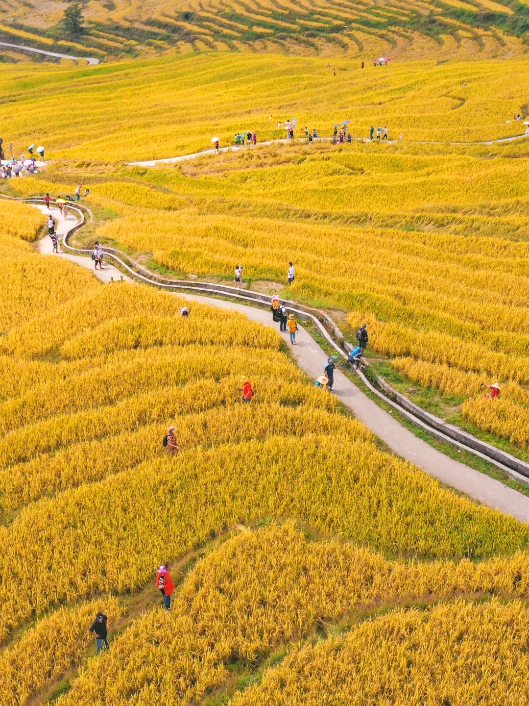 不出广东‼️10月请来这里漫步1000亩梯田