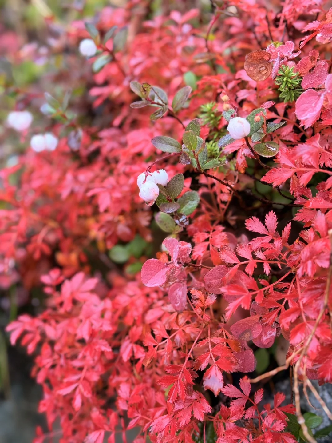 10.05油画立山🍁实况🧡💛❤️附拍照机位攻略