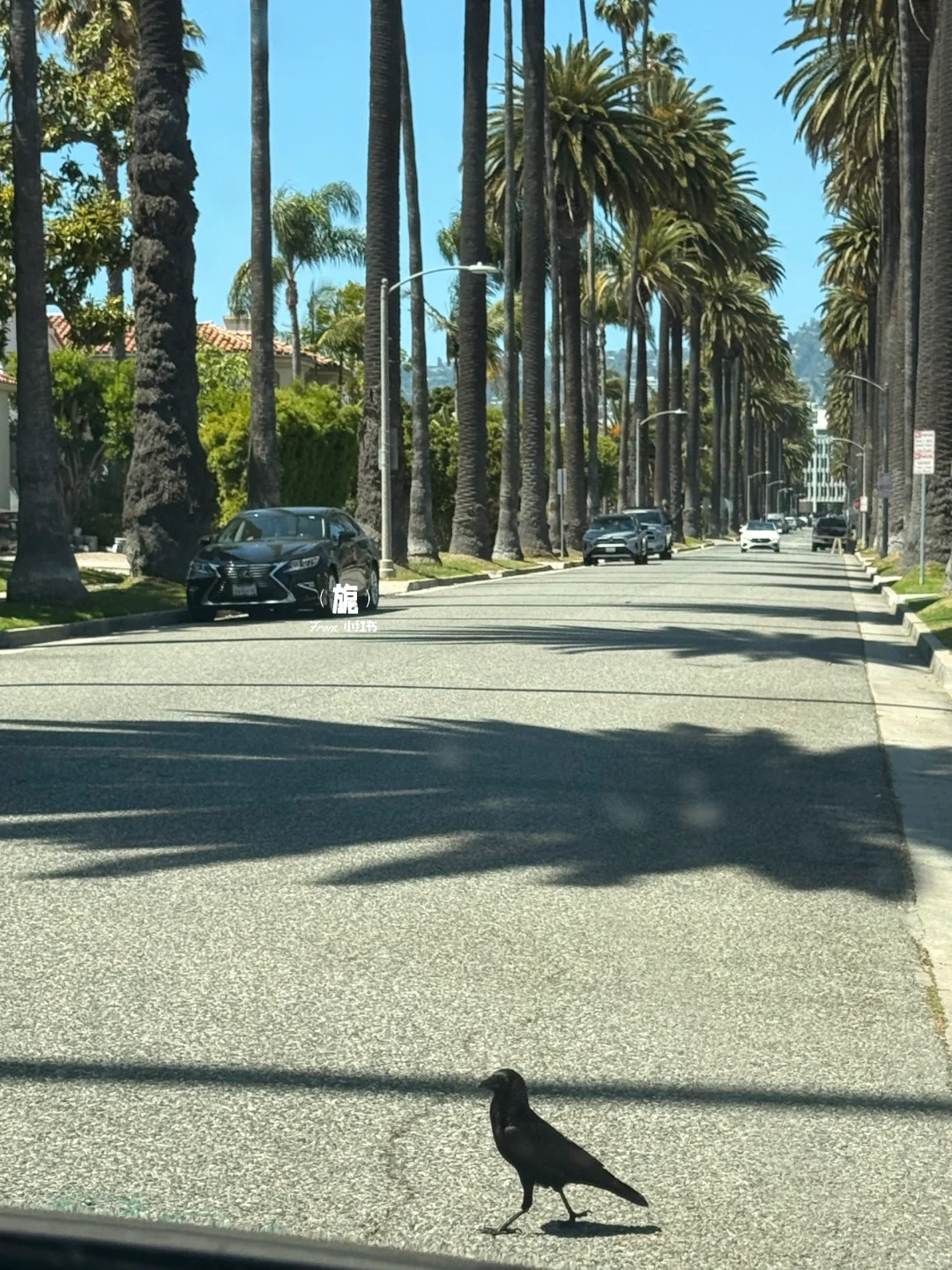 美国｜棕榈大道 喜欢阳光的味道🌴