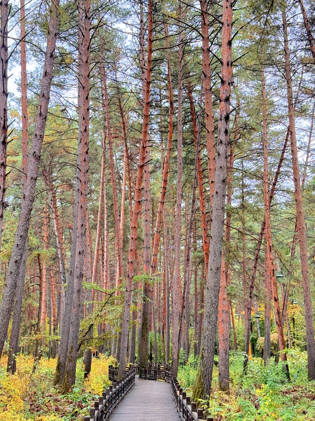 📍长白山｜二道白河 秋色正浓～