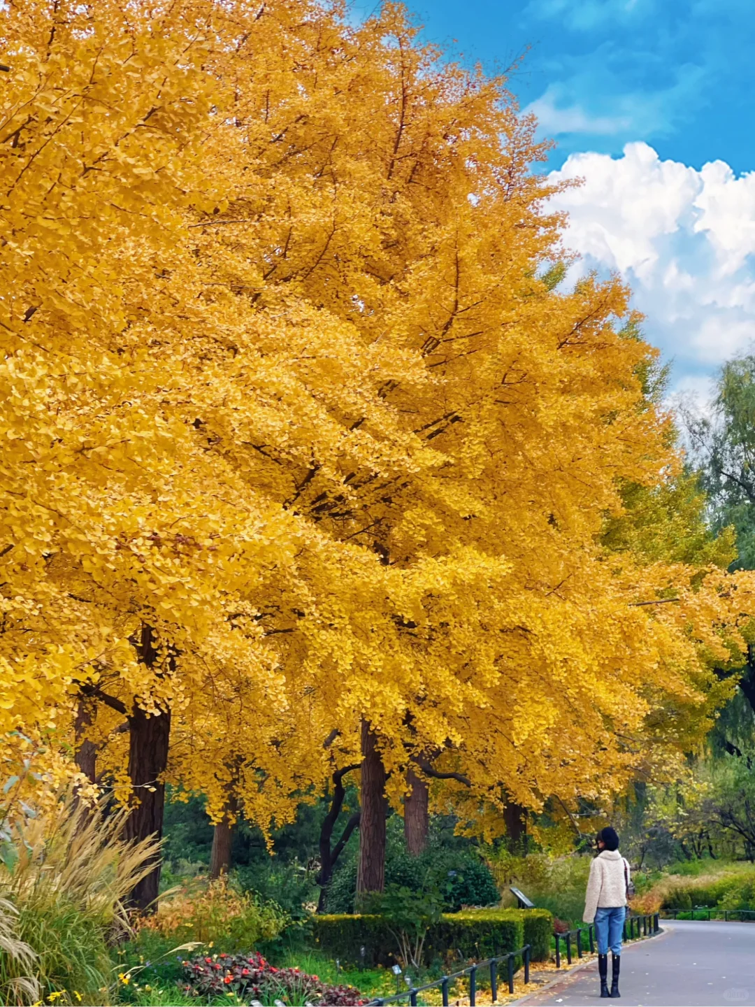 北京的秋天不这样玩儿等于白来！美到窒息！