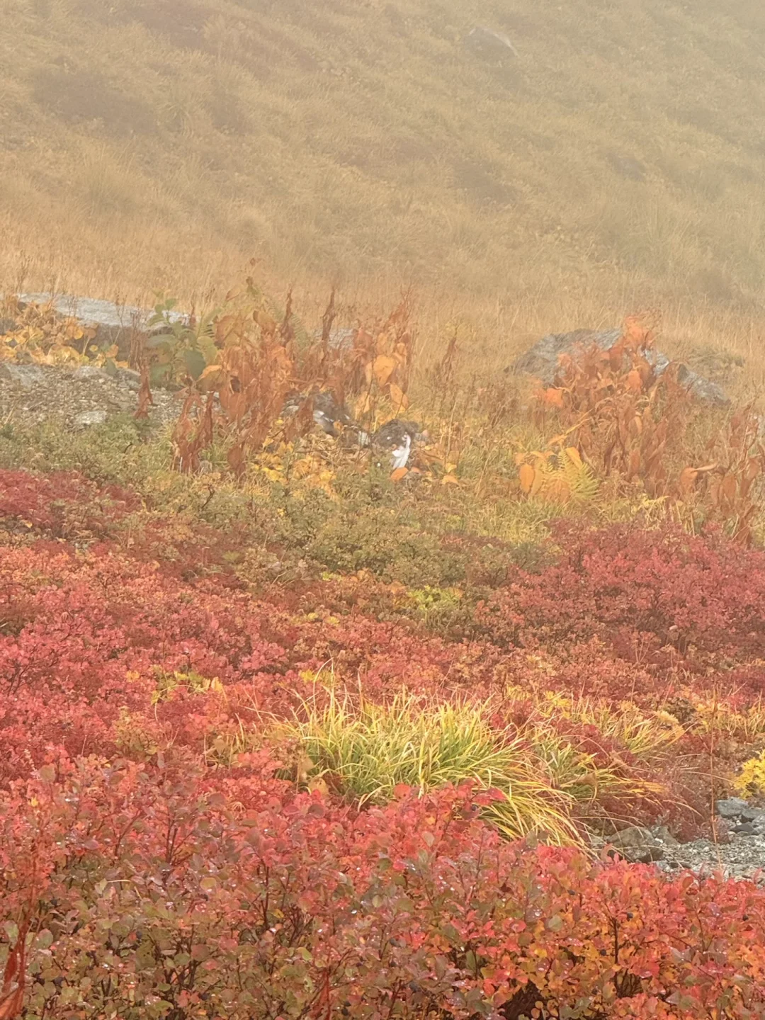 10.05油画立山🍁实况🧡💛❤️附拍照机位攻略