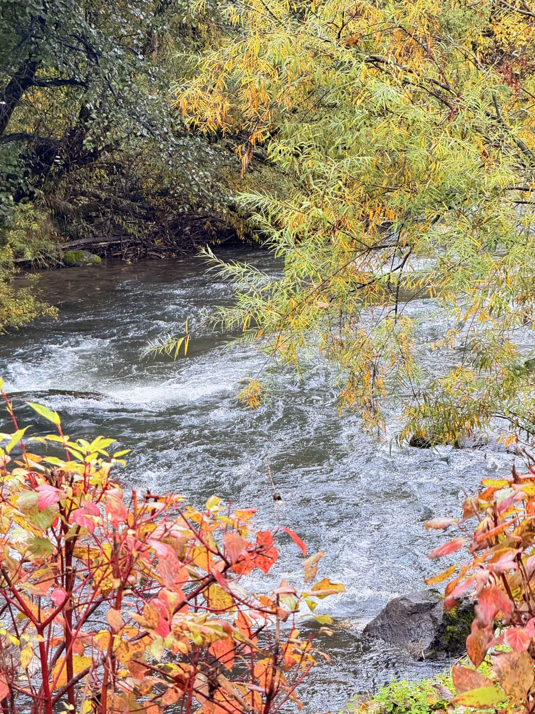 📍长白山|二道白河 秋色正浓~
