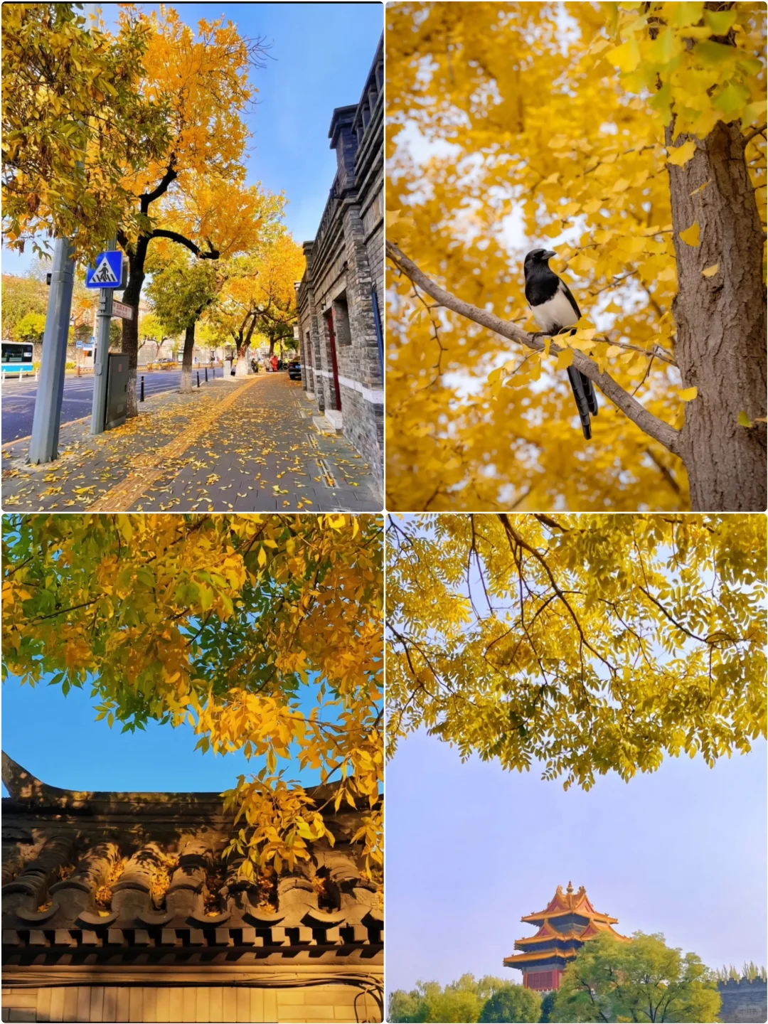 北京旅游大降温！10月姐妹听我劝，赶紧改期！