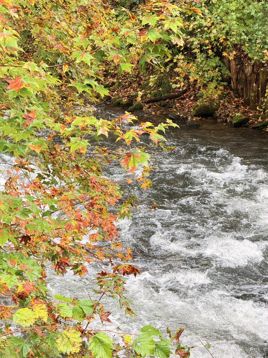 📍长白山|二道白河 秋色正浓~