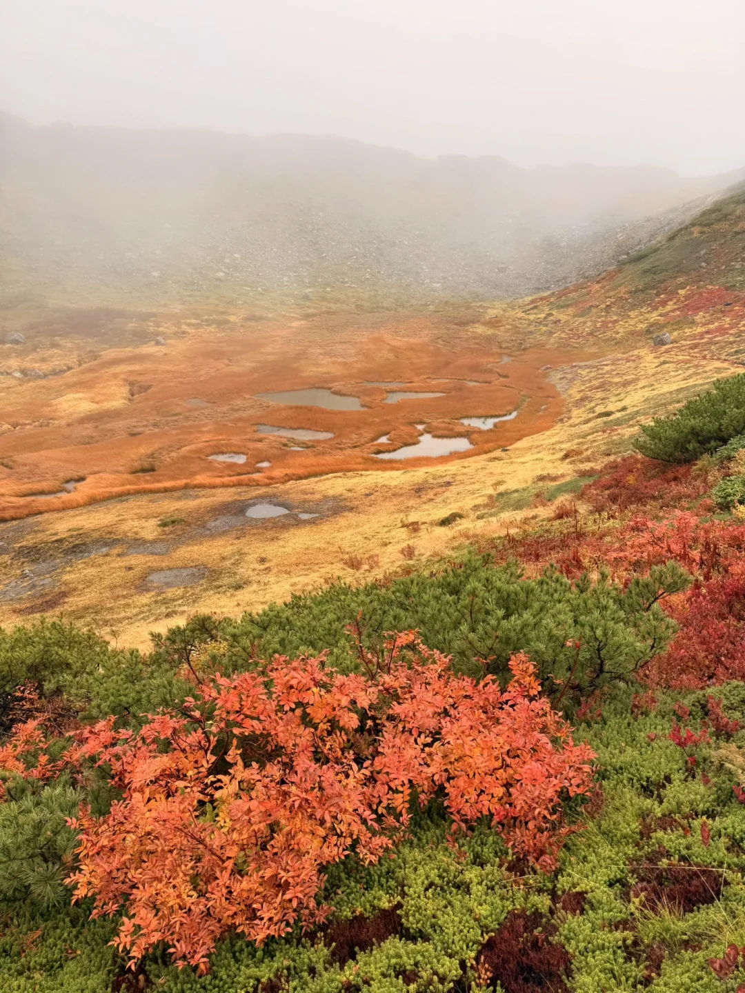 10.05油画立山🍁实况🧡💛❤️附拍照机位攻略