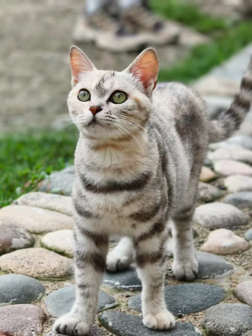 有山有水有猫猫，2.5小时可直达的玩水胜地