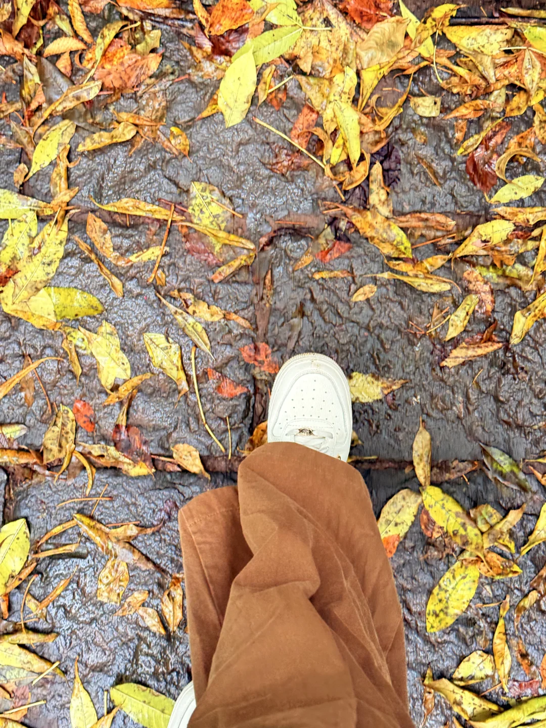 📍长白山|二道白河 秋色正浓~