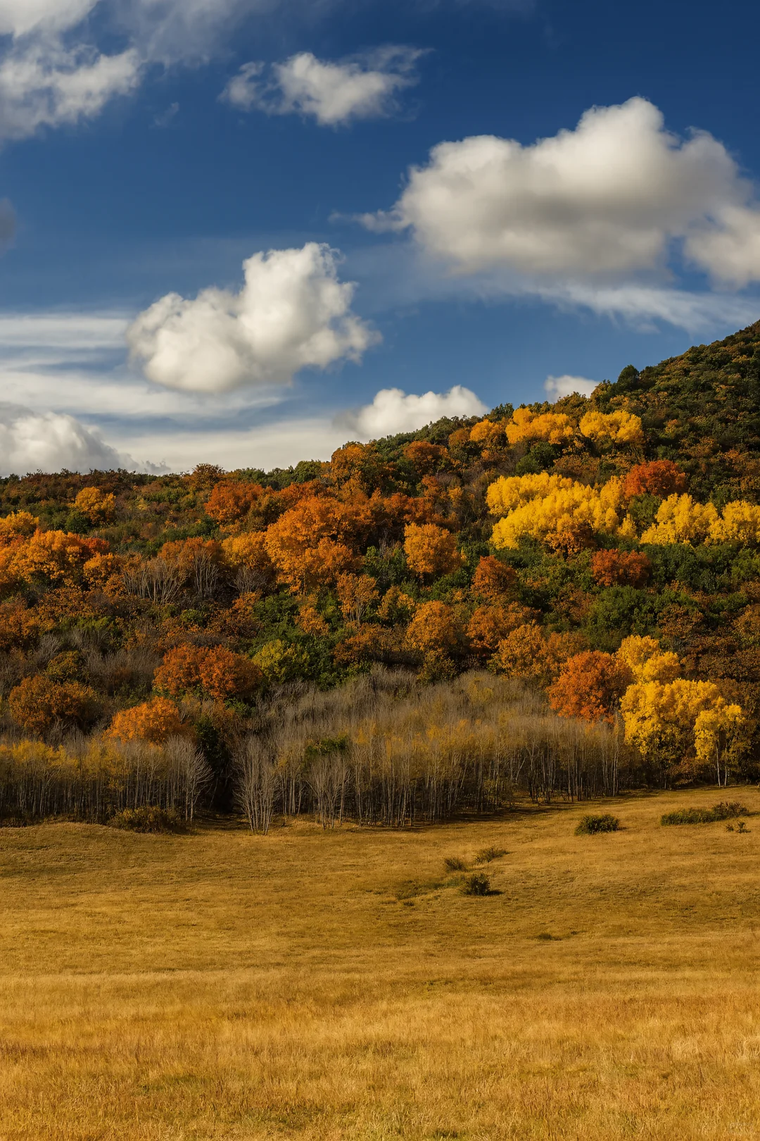 如果秋天有颜色,那一定是乌兰布统的斑斓