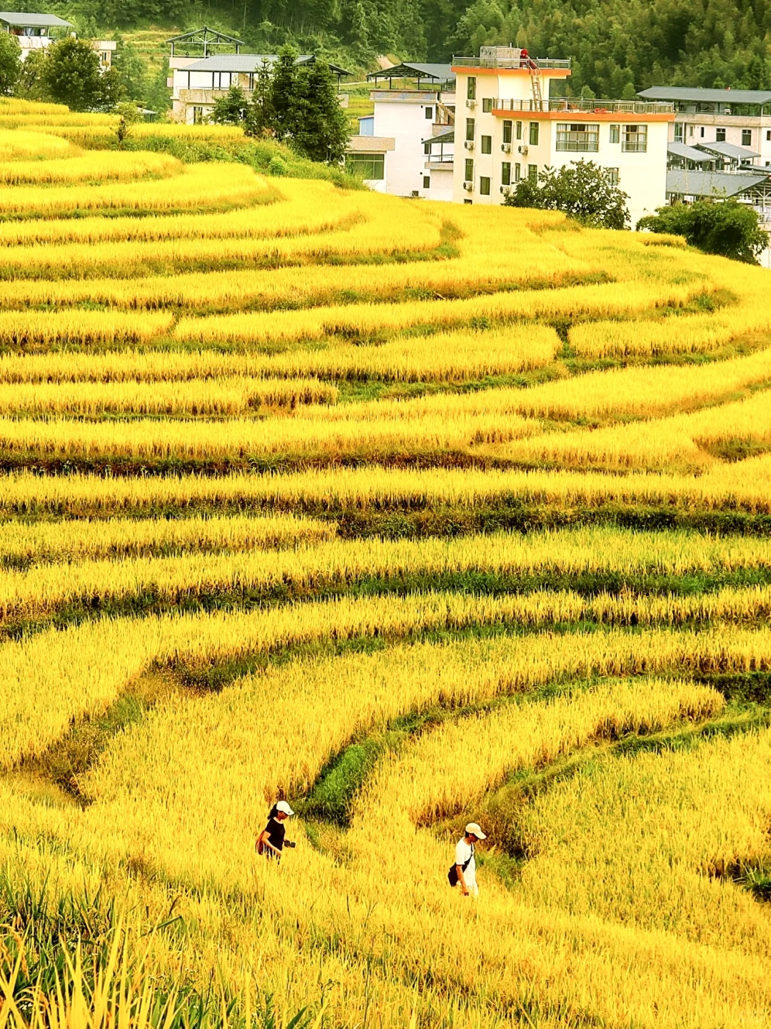 不出广东‼️10月请来这里漫步1000亩梯田