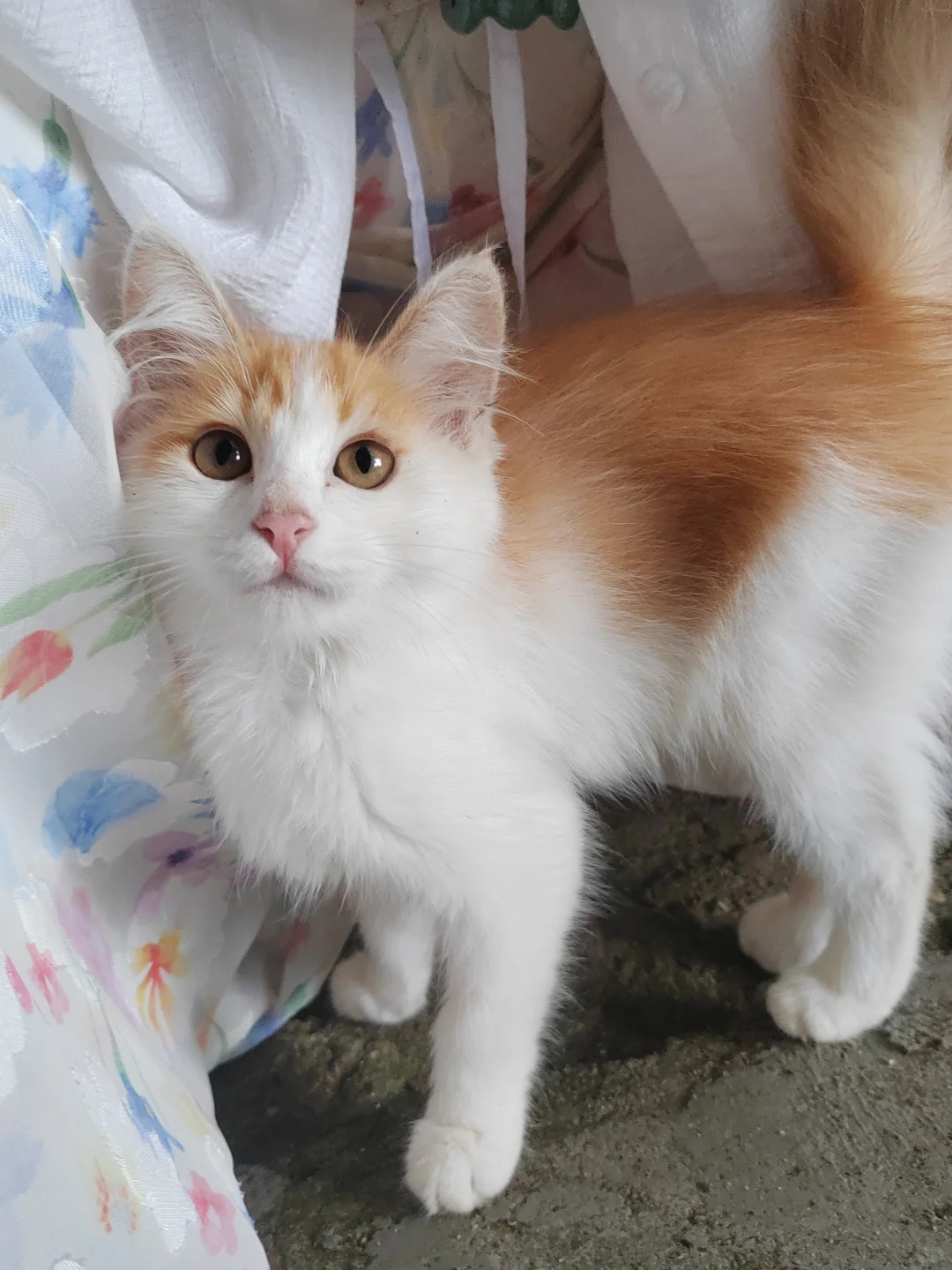 有山有水有猫猫，2.5小时可直达的玩水胜地