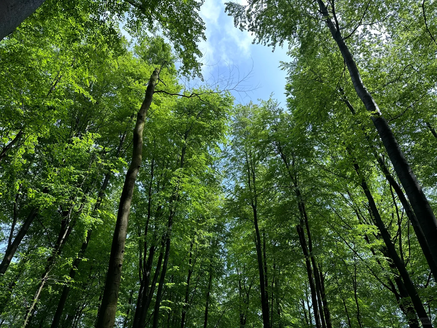 三国交界 🇳🇱🇩🇪🇧🇪 打卡姿势奇怪才好玩