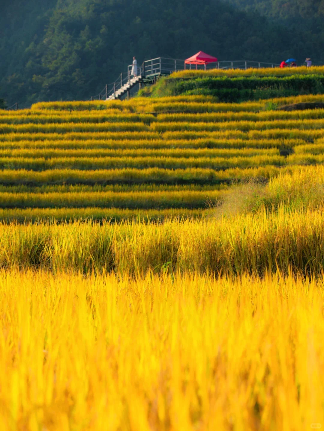 不出广东‼️10月请来这里漫步1000亩梯田