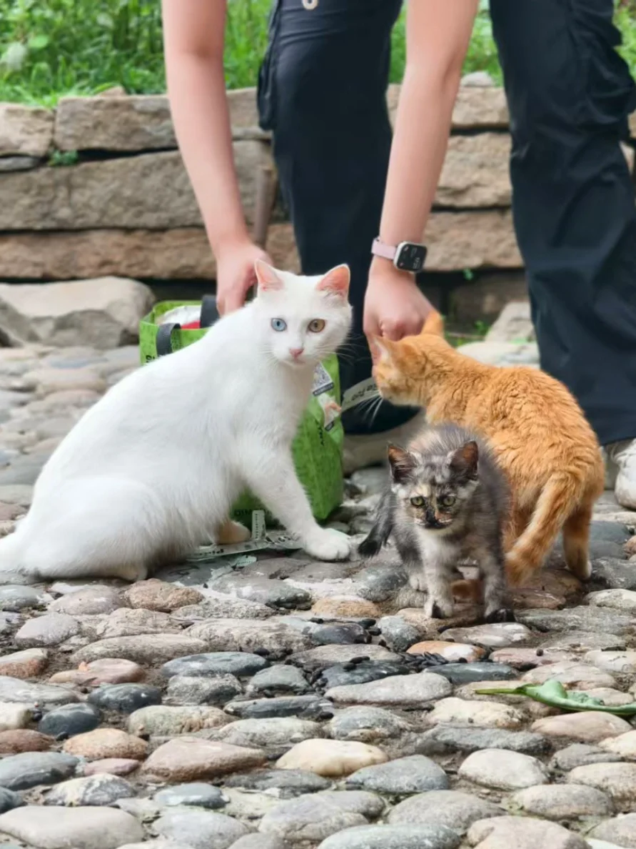 有山有水有猫猫，2.5小时可直达的玩水胜地