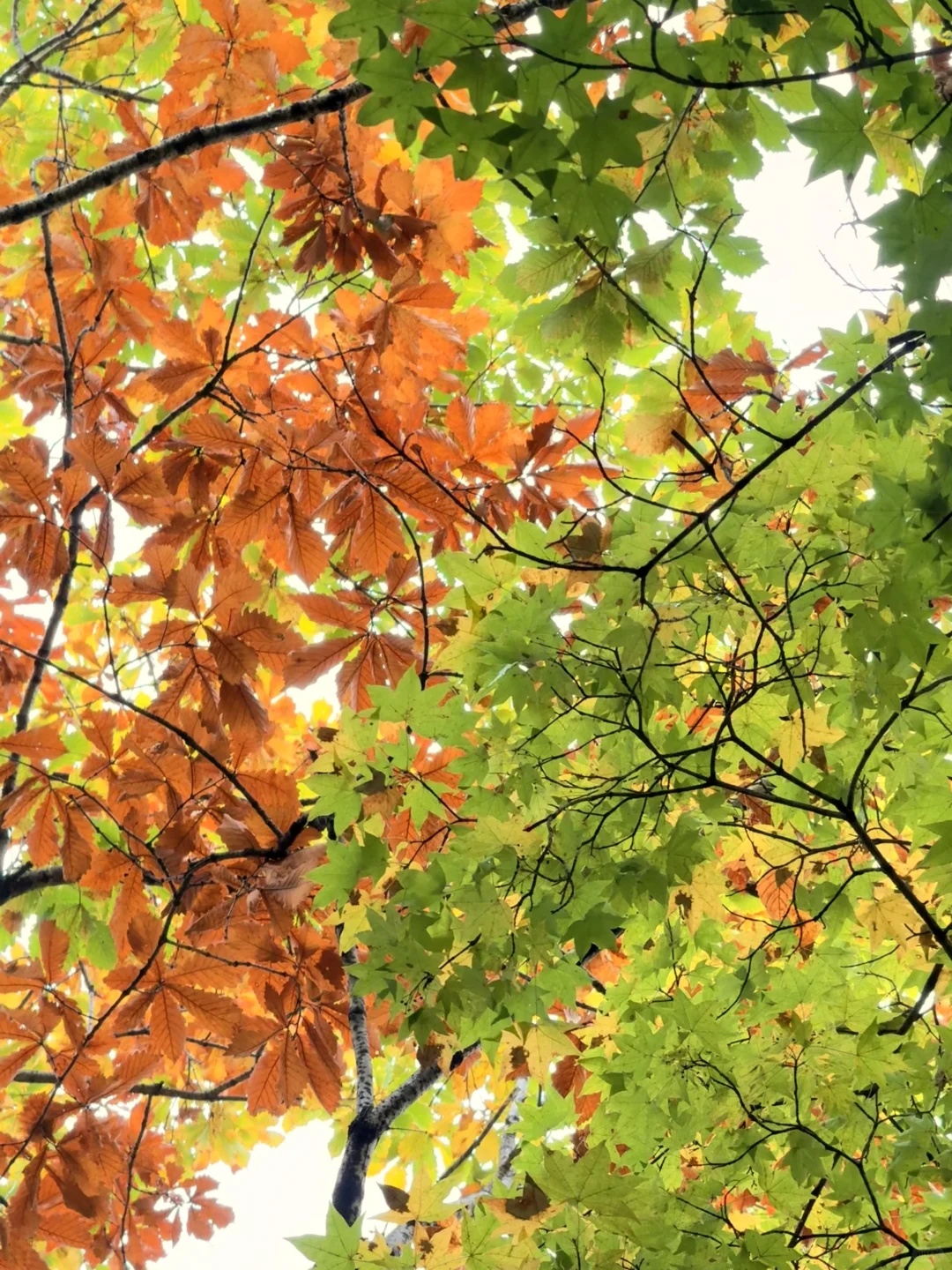 📍长白山|二道白河 秋色正浓~