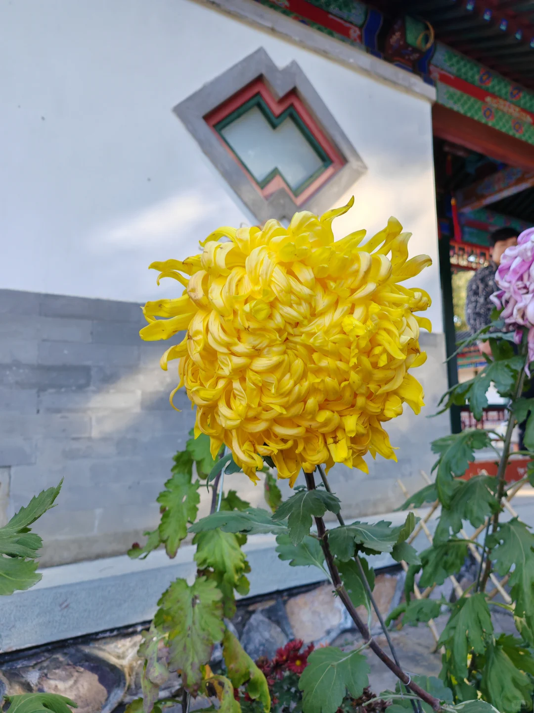 北京｜📍香山公园