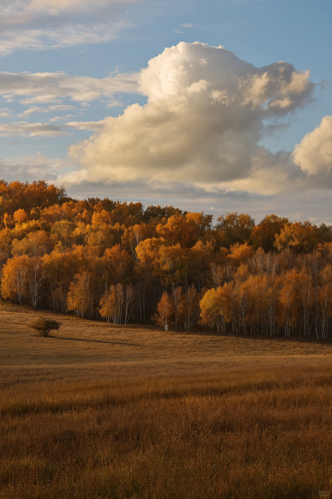 如果秋天有颜色,那一定是乌兰布统的斑斓