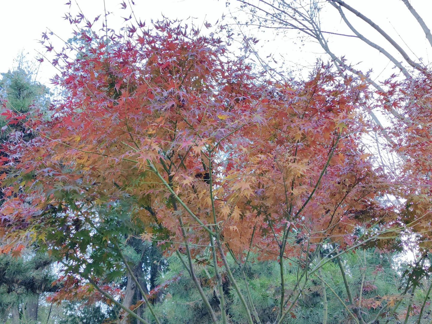 北京｜📍香山公园