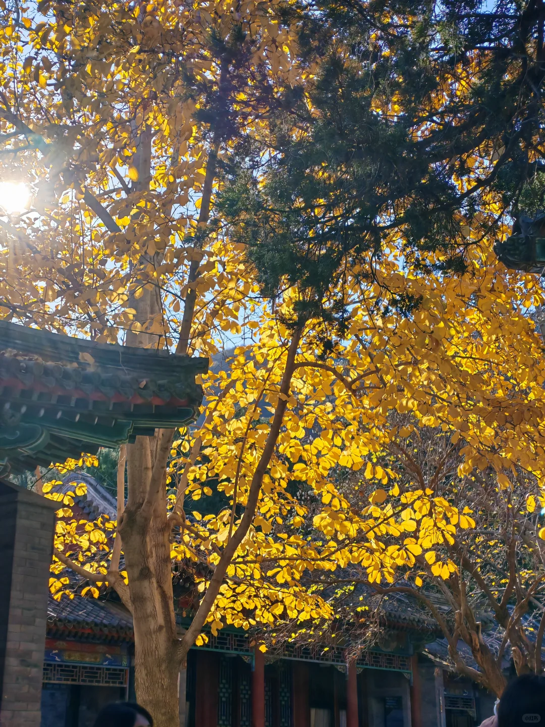 北京｜📍香山公园
