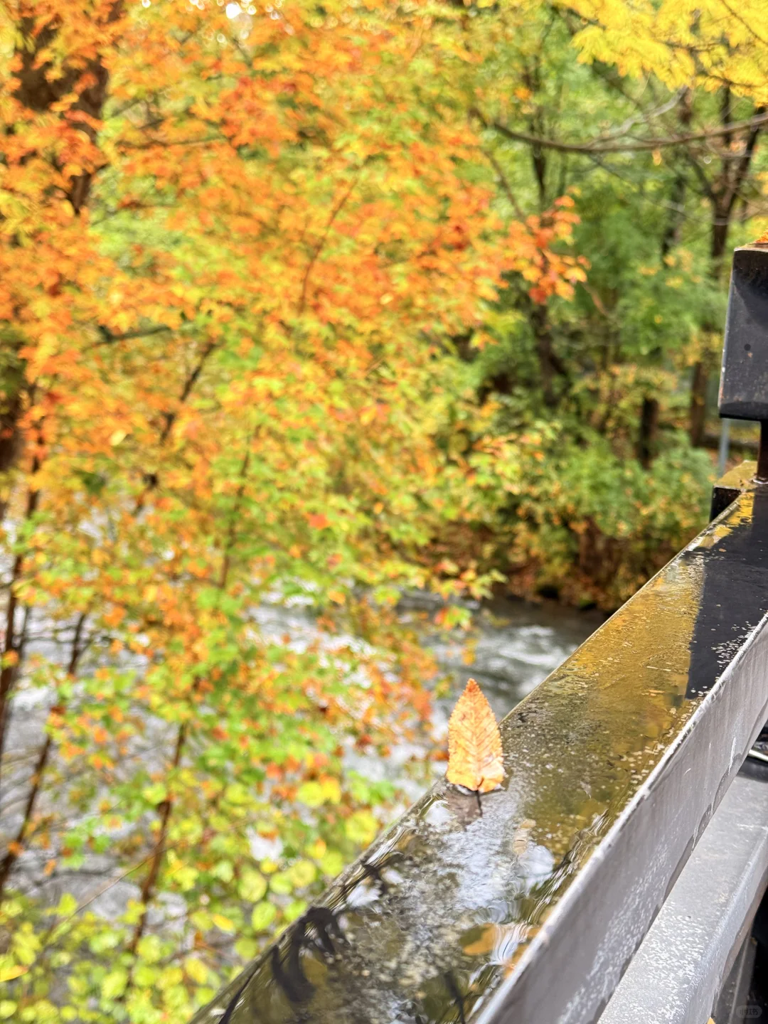 📍长白山|二道白河 秋色正浓~