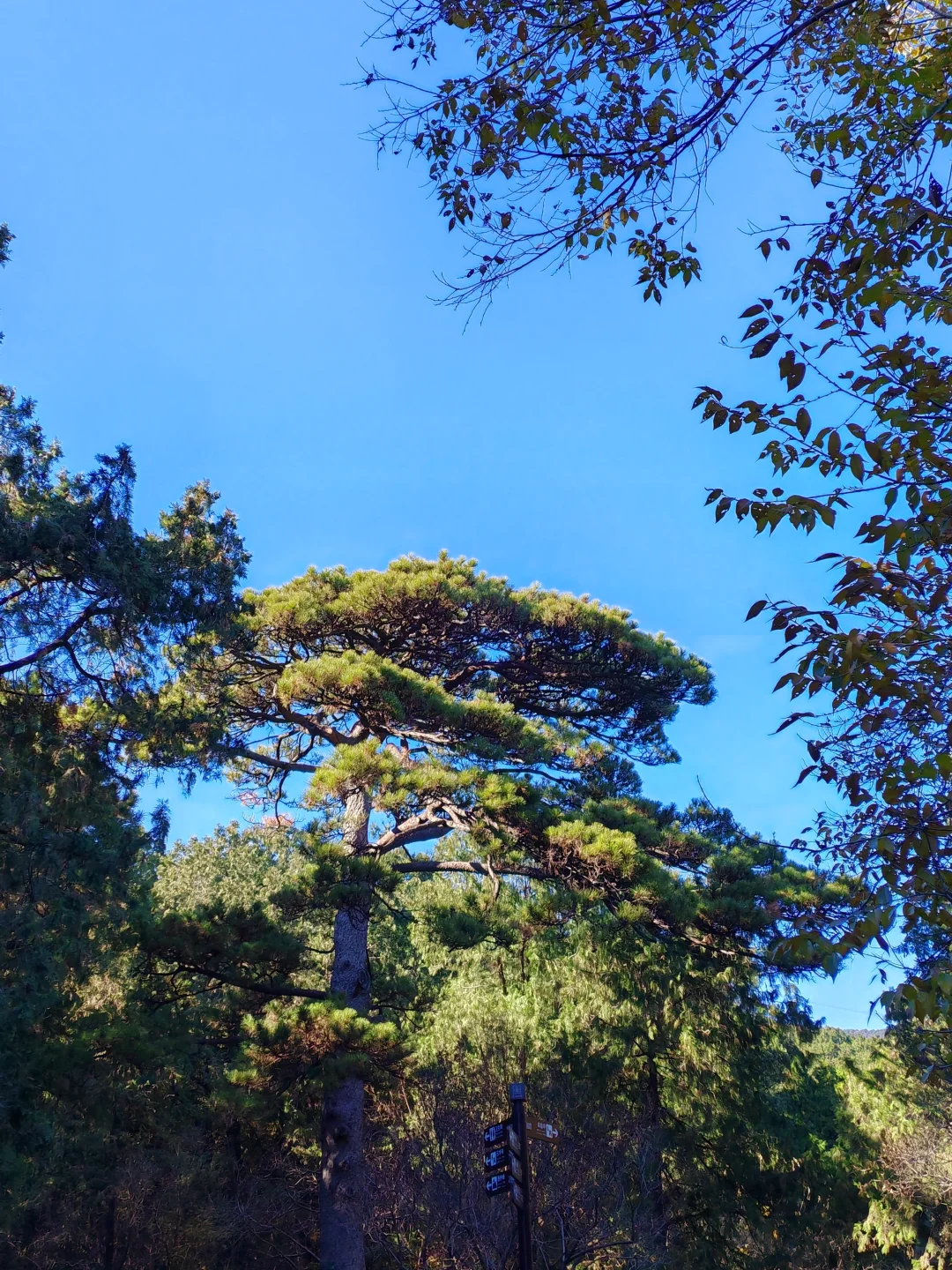 北京｜📍香山公园