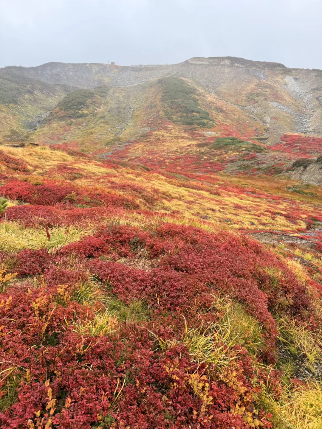 10.05油画立山🍁实况🧡💛❤️附拍照机位攻略