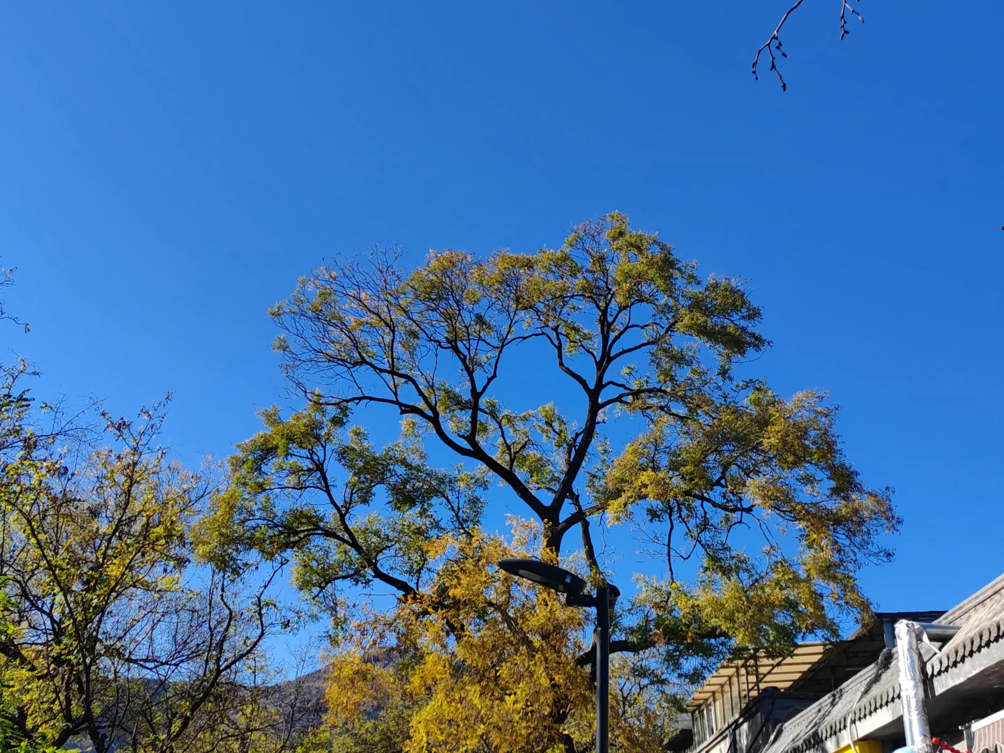 北京｜📍香山公园