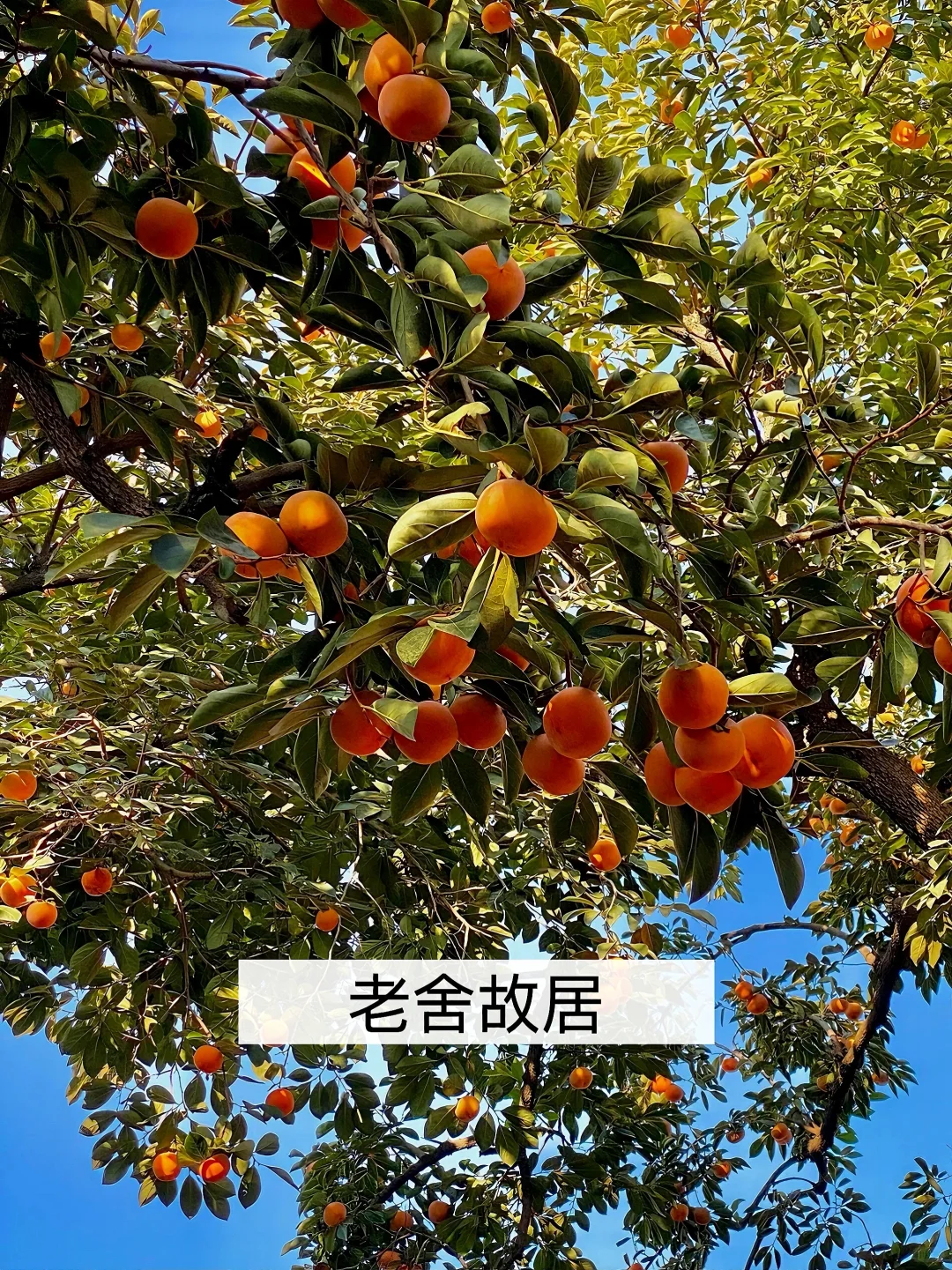 我宣布‼️这是北京免费赏秋🔝Citywalk路线✅