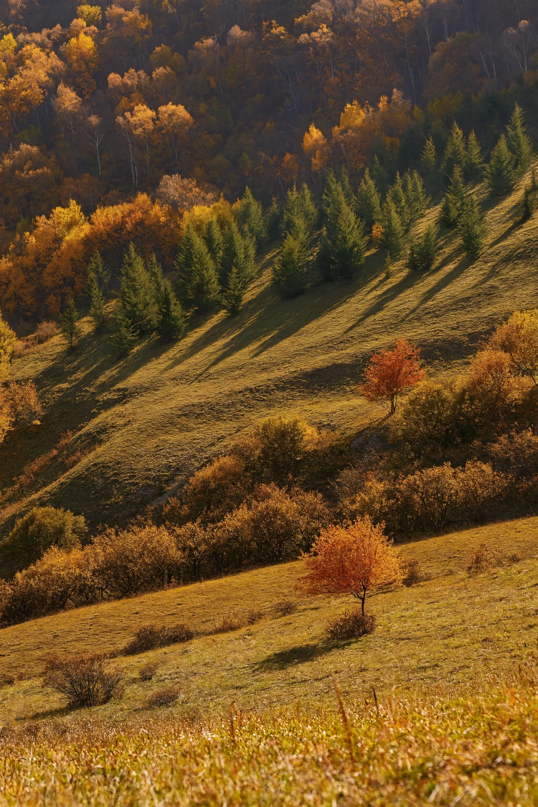 如果秋天有颜色,那一定是乌兰布统的斑斓