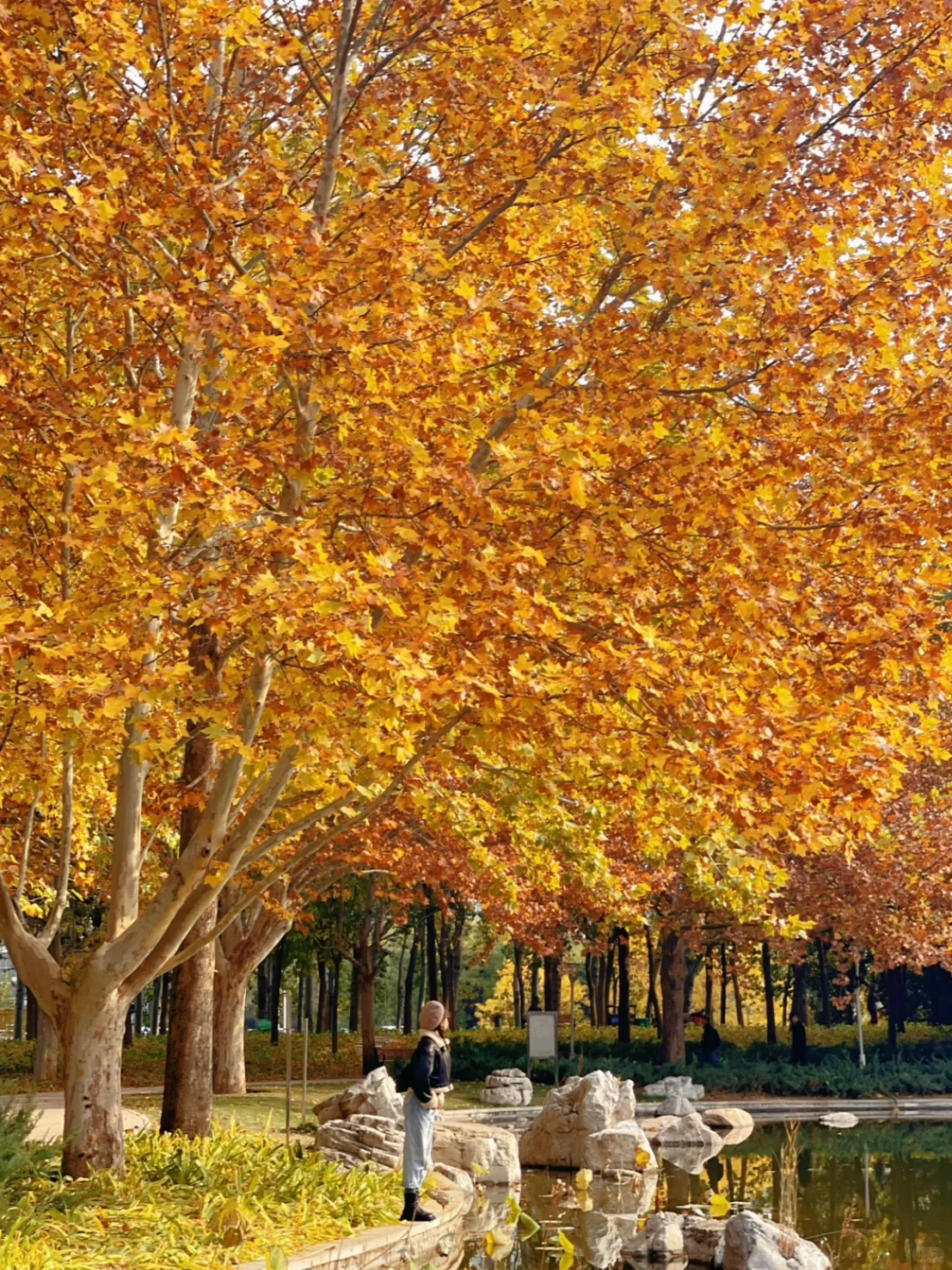 北京的秋天不这样玩儿等于白来！美到窒息！