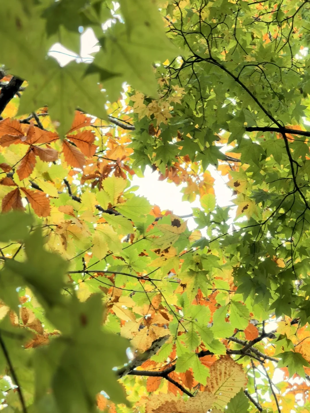 📍长白山|二道白河 秋色正浓~