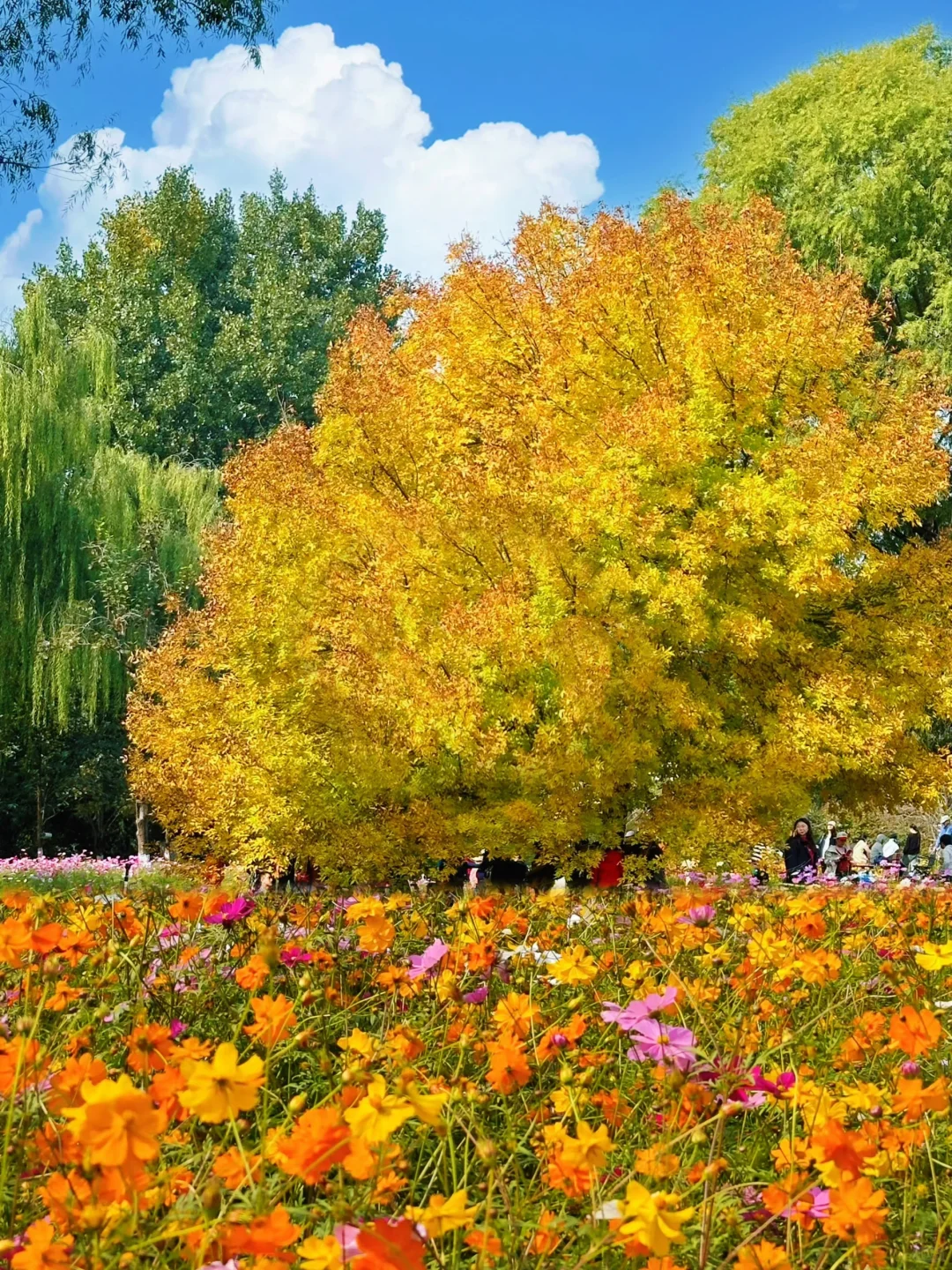 北京的秋天不这样玩儿等于白来！美到窒息！