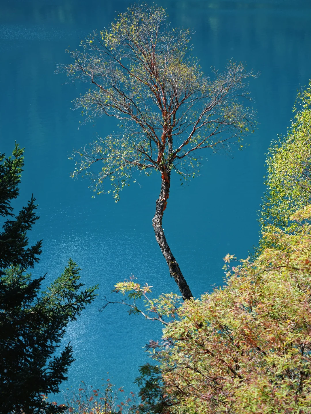 10.15📍九寨沟已遭罪,不要太离谱了。。