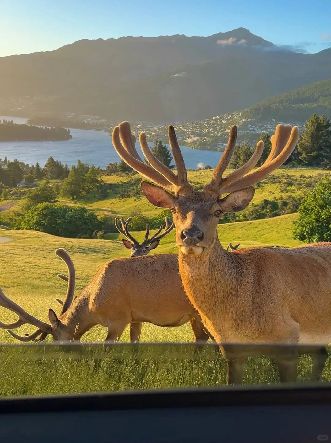 害怕被拒签，选择跟团去新西兰旅游，结果…
