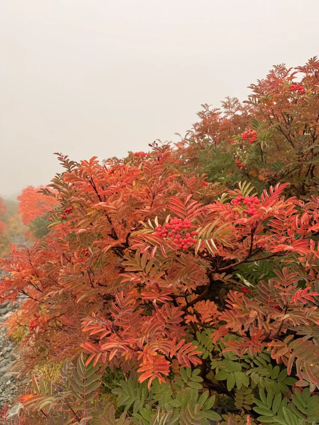 10.05油画立山🍁实况🧡💛❤️附拍照机位攻略
