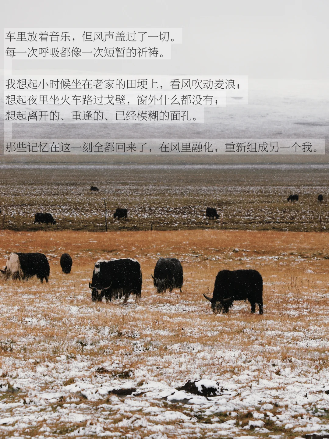 人为什么在辽阔天地面前，会无声流泪。