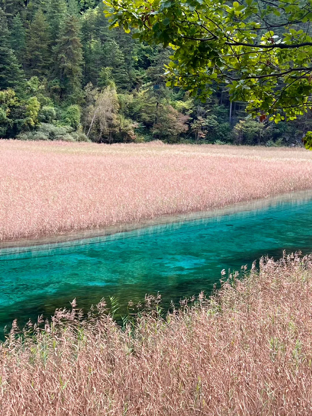 10.15📍九寨沟已遭罪,不要太离谱了。。