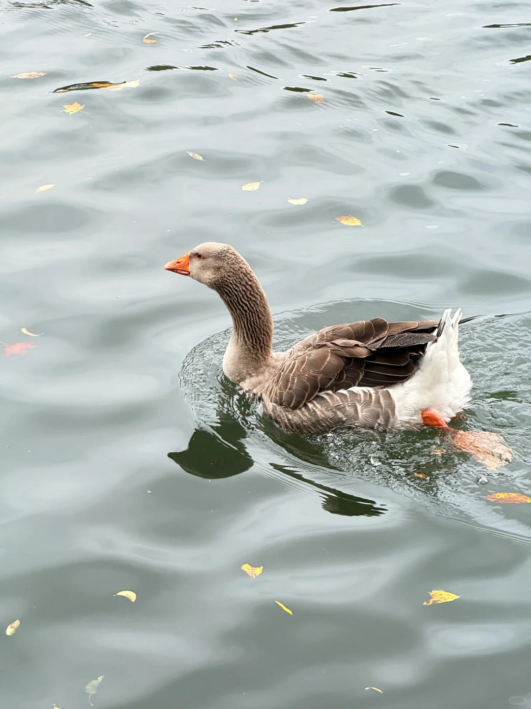 📍长白山|二道白河 秋色正浓~