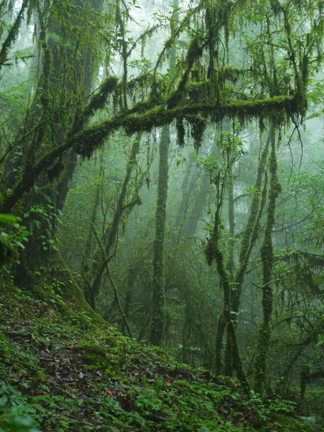 这是我至今为止走过最美的徒步路线!