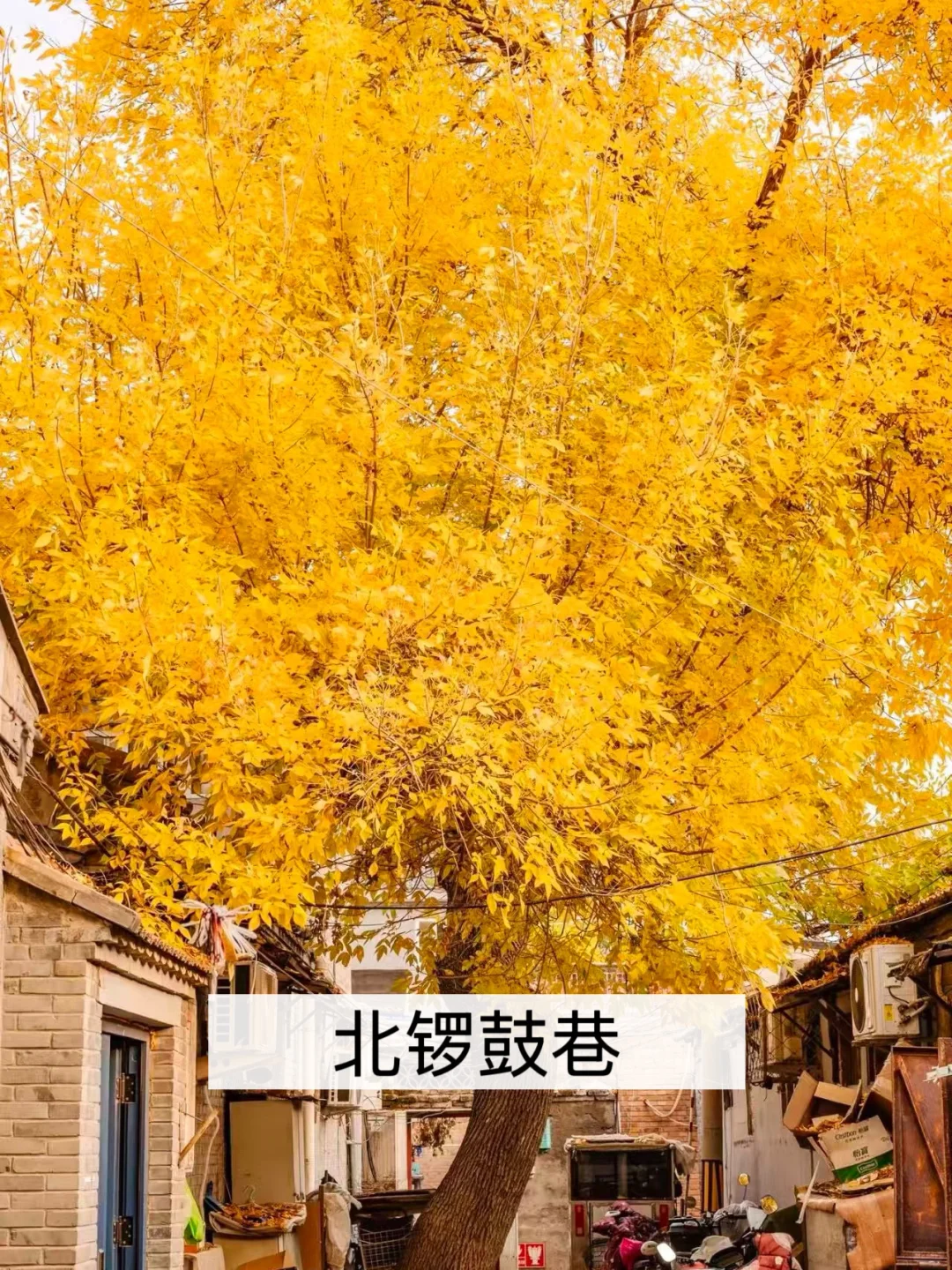 我宣布‼️这是北京免费赏秋🔝Citywalk路线✅