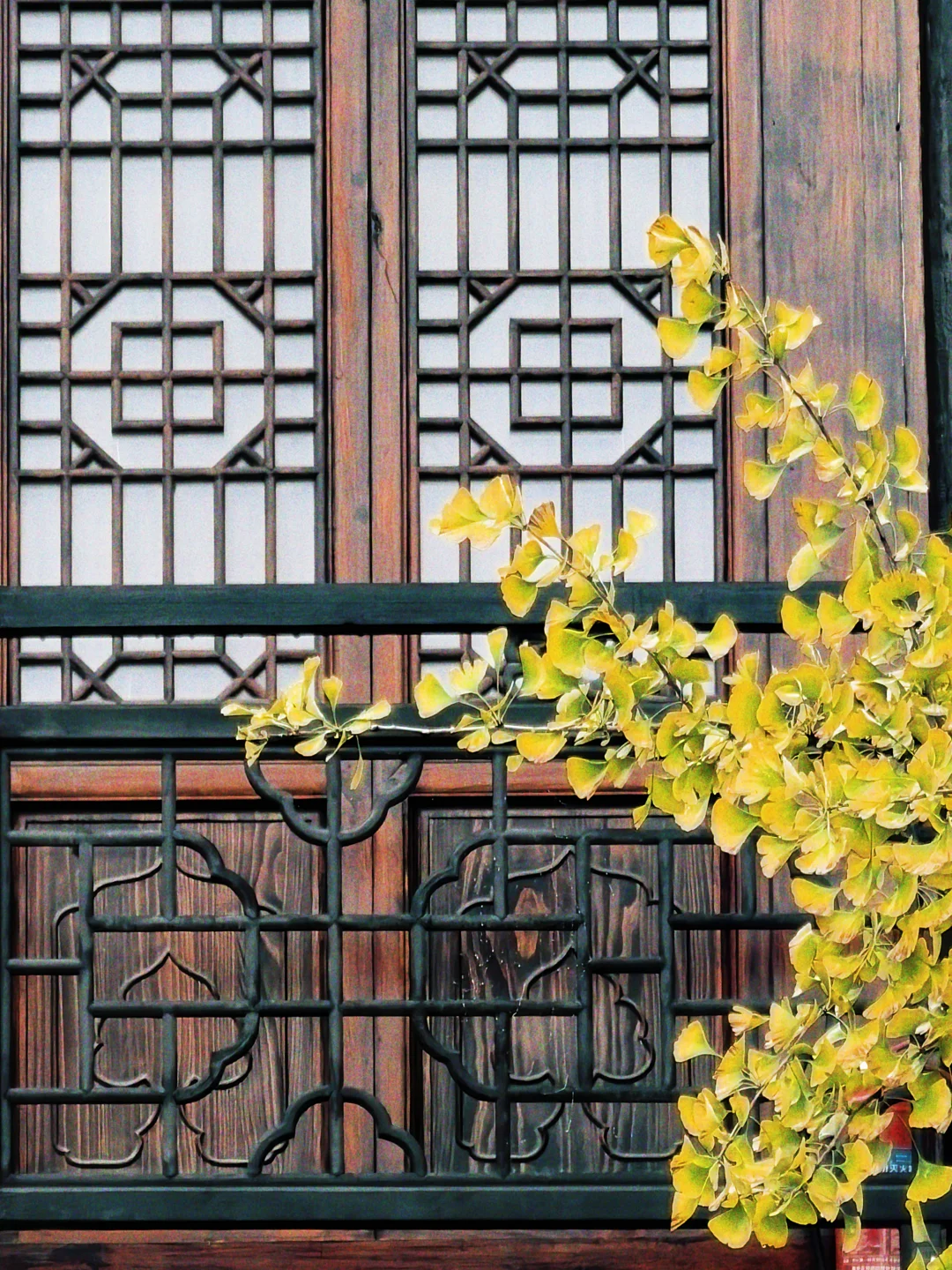 10.19古观音禅寺的银杏