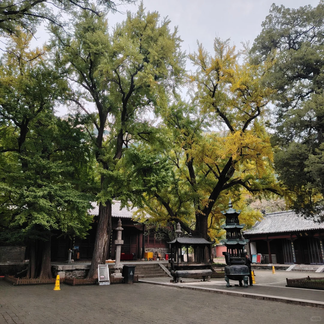 更新济南灵岩寺银杏树渐变记录～25.10.20