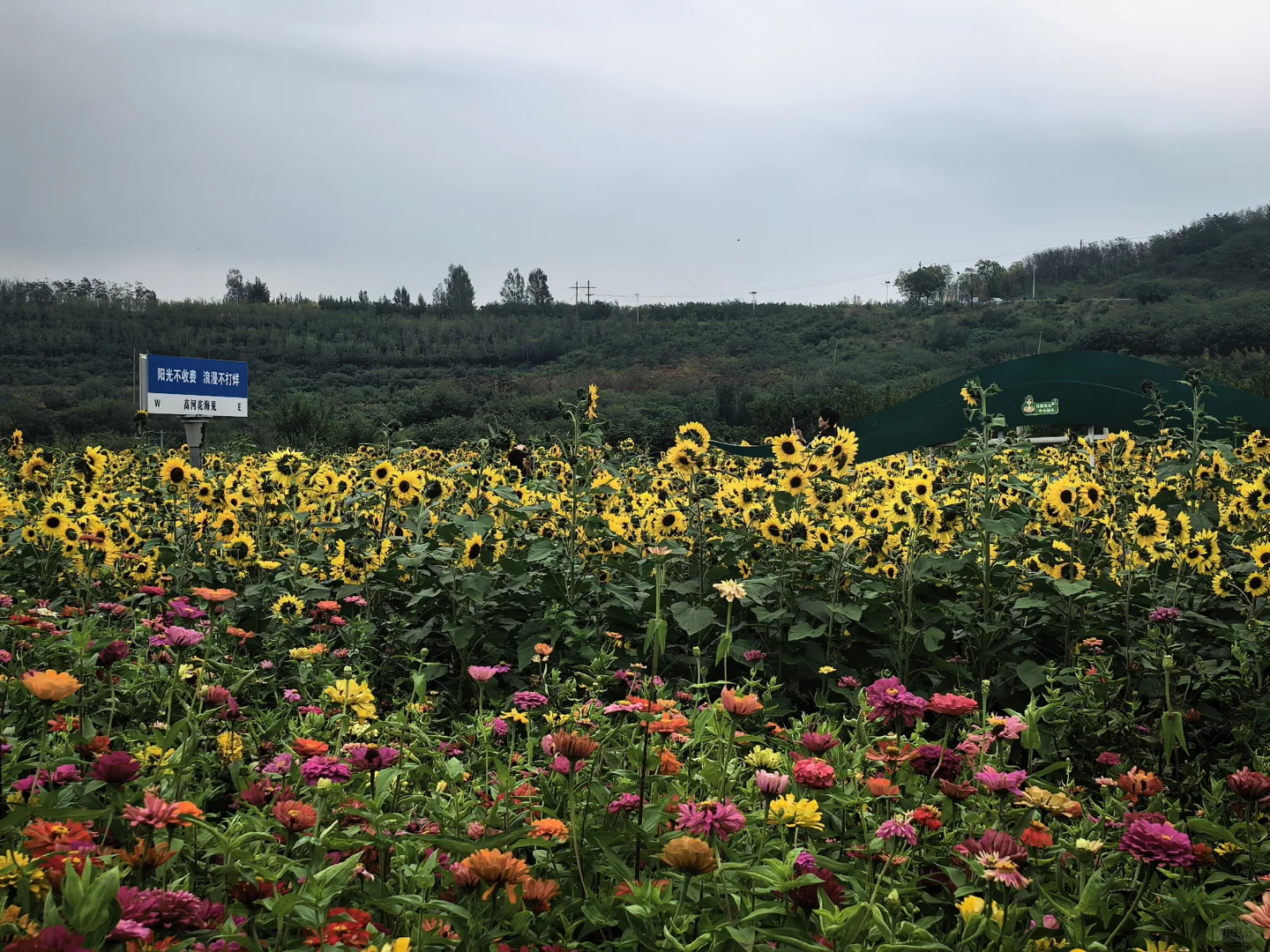 不知道去哪里玩，邯郸免费景点千亩花海