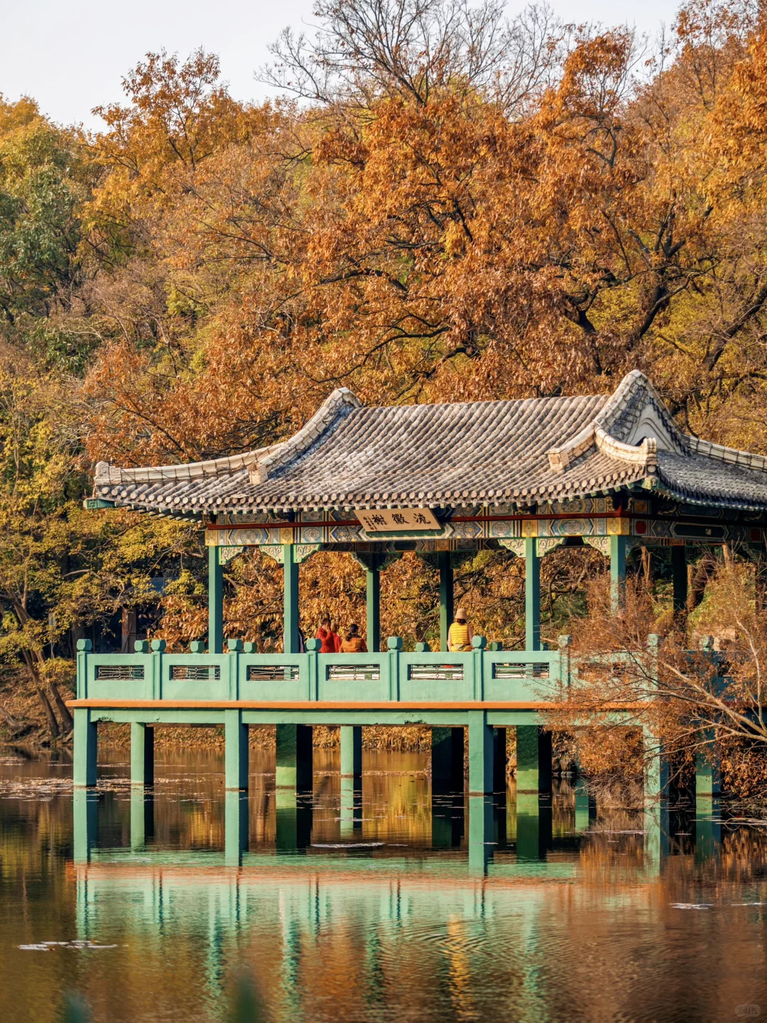 我宣布没有一座城市比南京更懂秋天！附机位