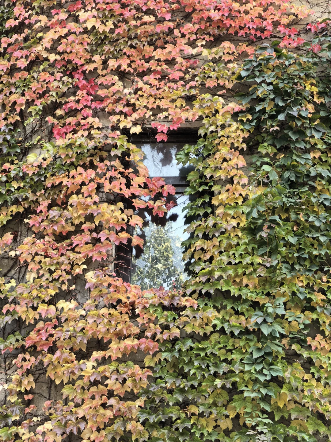 10.16日大连实况|秋天的大连🍁