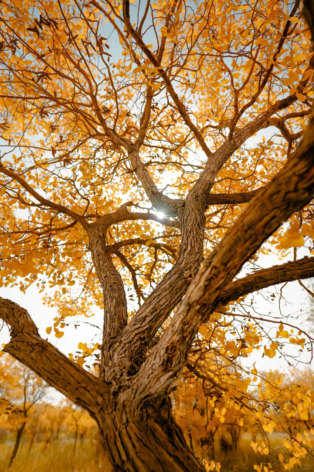 千年胡杨🍂